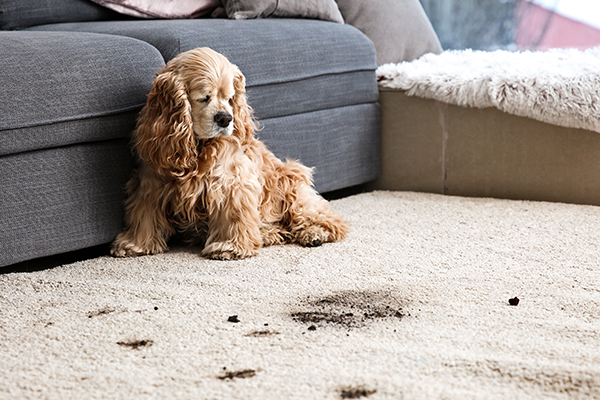 pet-leaves-dirty-mess-on-carpet