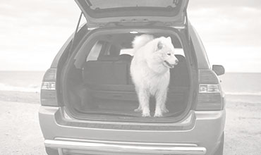 Car parked on the beach with a dog standing in the back of an open trunk.  