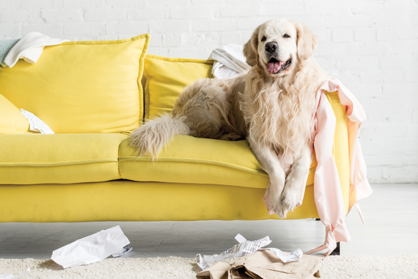 Dog after making mess on yellow couch