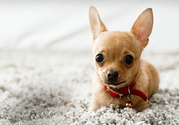 Small dog on clean carpet